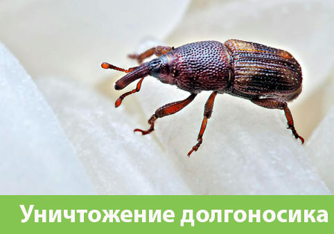 Уничтожение долгоносиков в городе Краснодар
